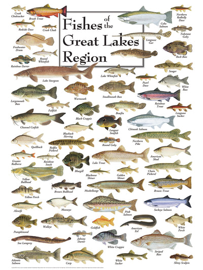 Fishes Of The Great Lakes Puzzle