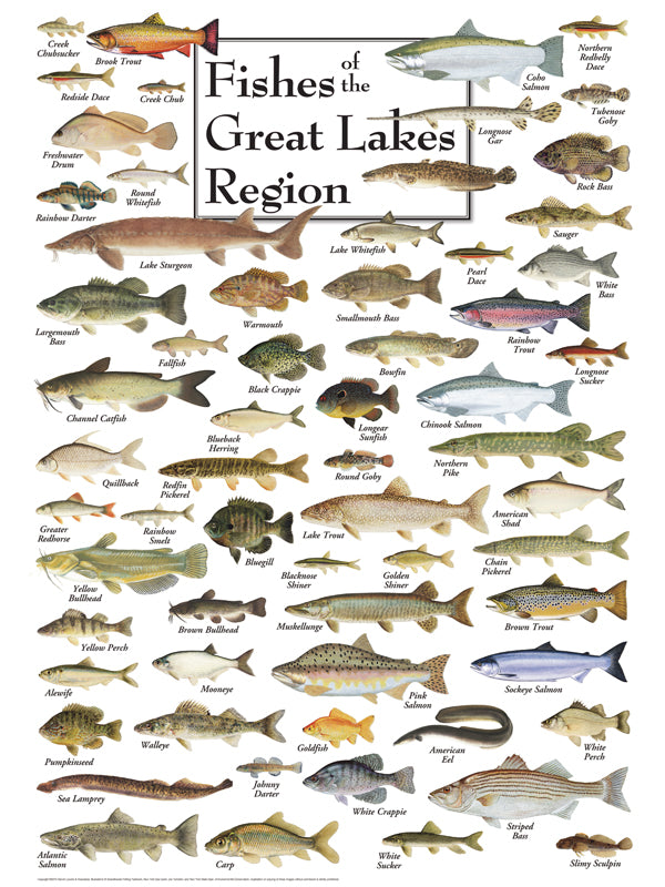 Fishes Of The Great Lakes Puzzle