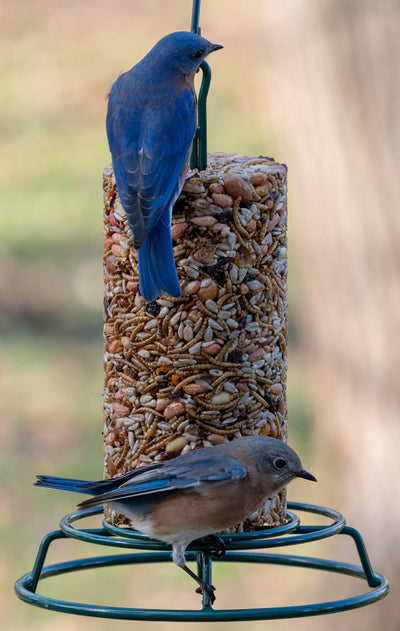 Birdseed Cylinder