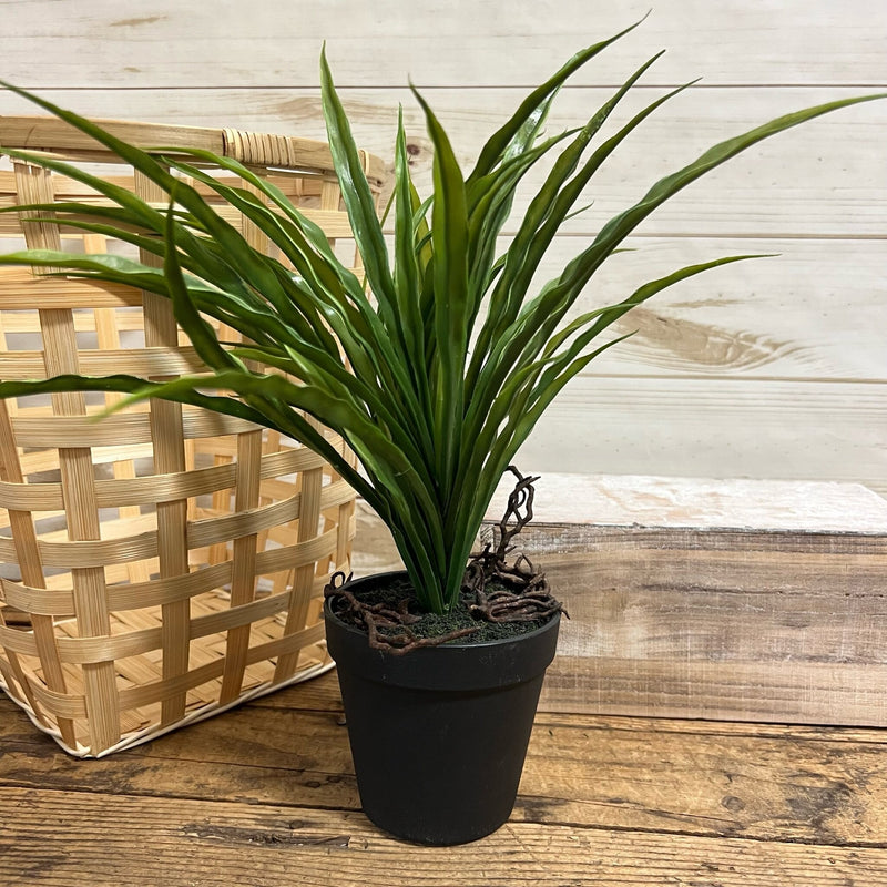 Potted Yucca