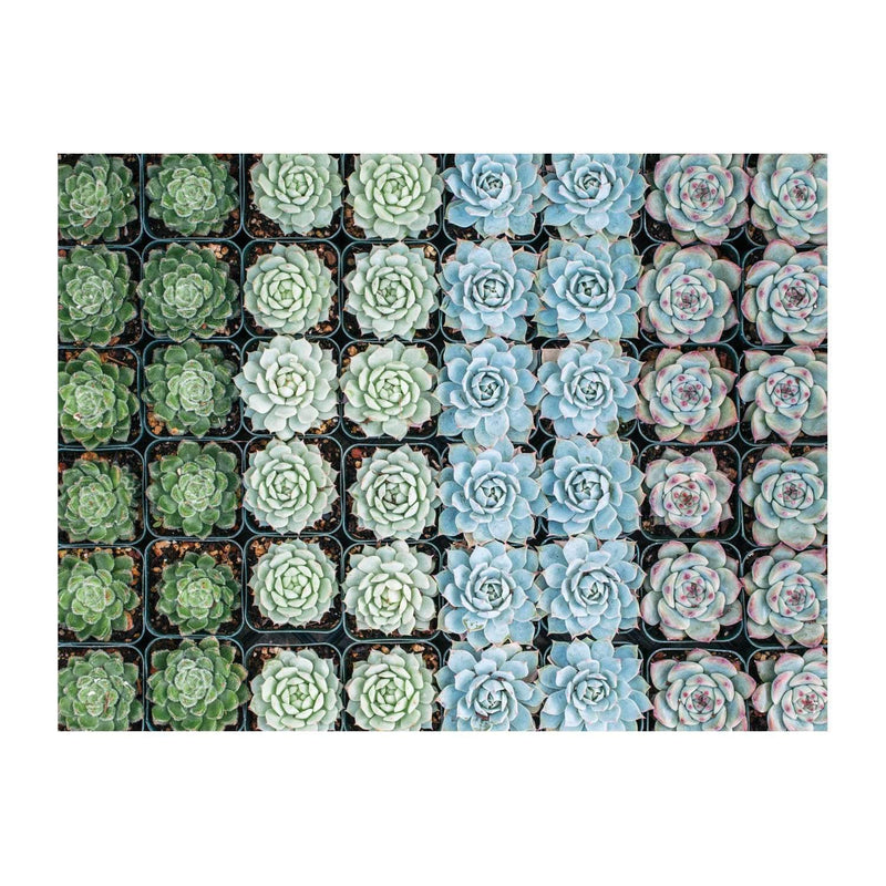 Succulent Garden Double Sided Puzzle - Apothecary Gift Shop